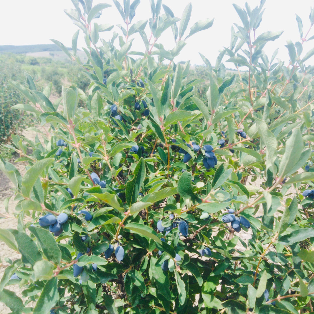 黑龙江省首个低碳农业示范基地揭牌_种植_蓝靛_尚志市