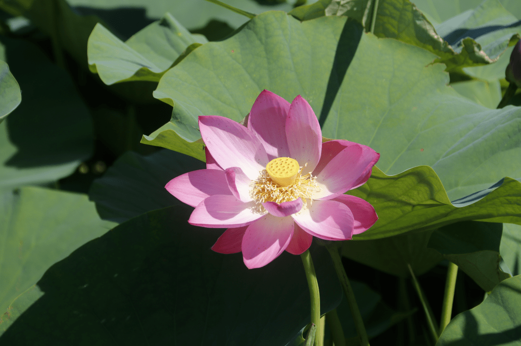 顺义这片30余亩荷花海,惊艳盛放!