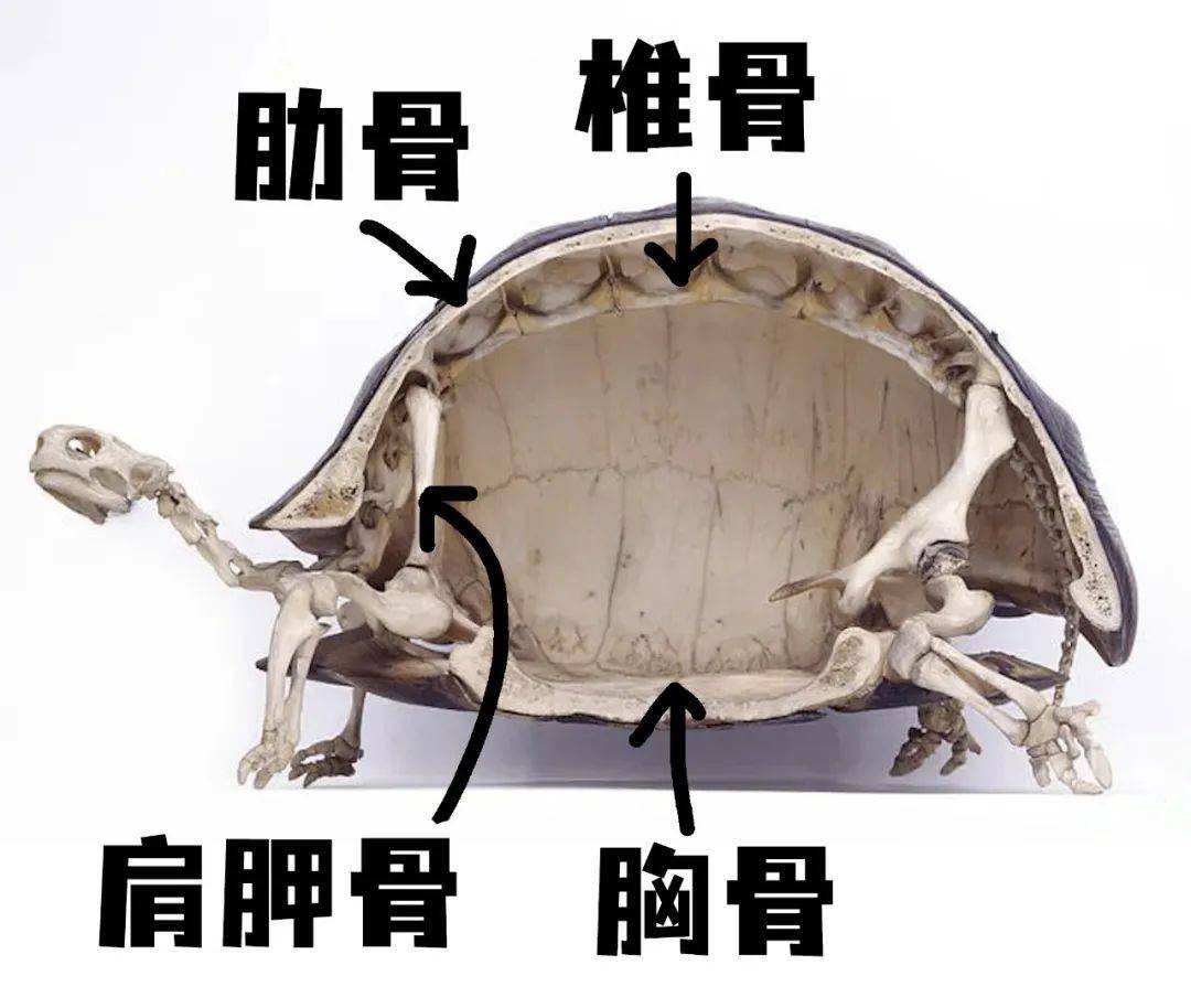 海龟壳说明书 :此壳非壳