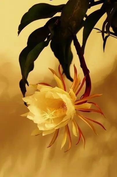 【乱石穿空】这才叫真正的"昙花一现,美到极致!_艺术_时间_摄影