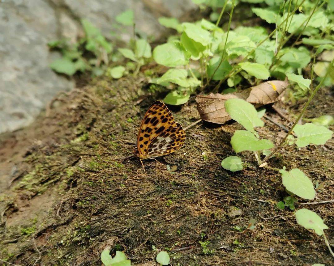《山间精灵——白裳猫蛱蝶》指导老师:区雅丽 组织单位:锦绣路小学