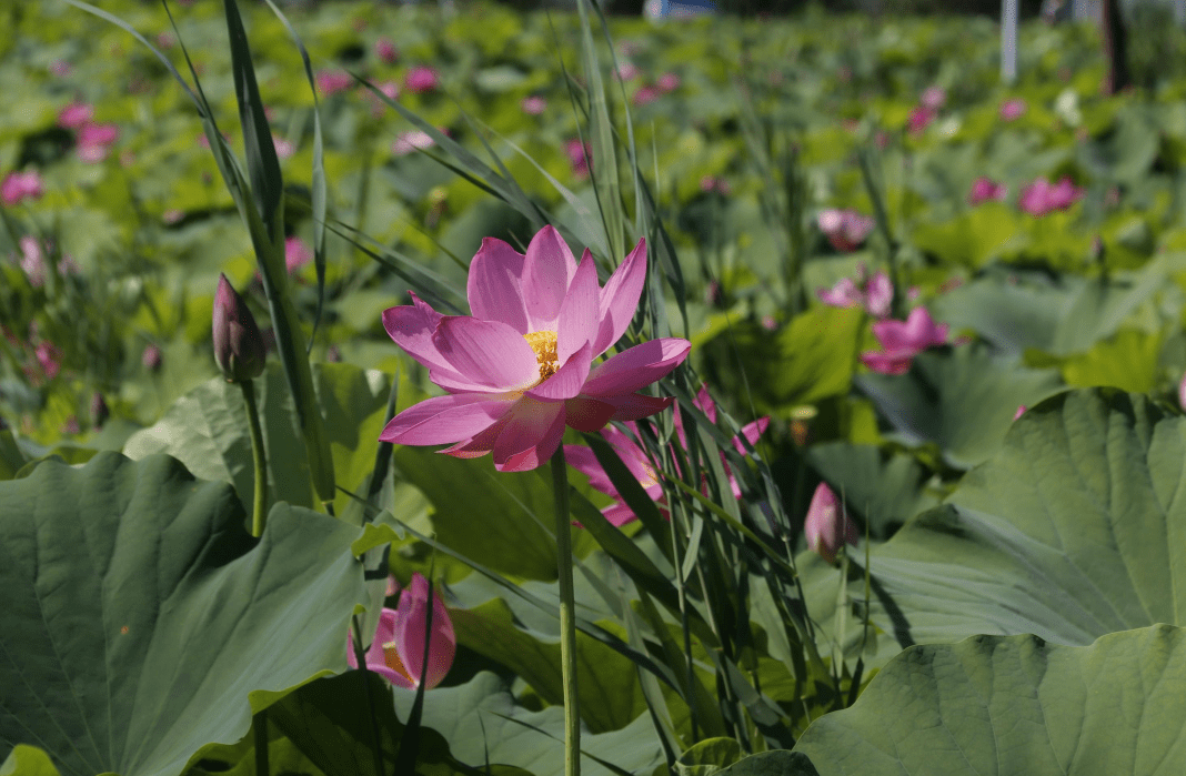顺义这片30余亩荷花海,惊艳盛放!