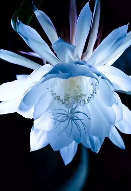 【乱石穿空】这才叫真正的"昙花一现",美到极致!_艺术_时间_摄影