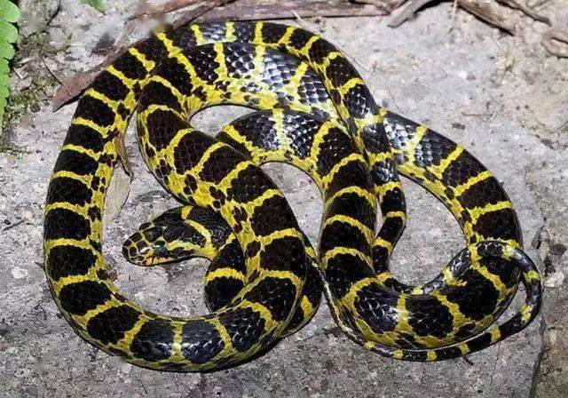 属于国家"三有"保护动物所以俗称"菜花蛇"全身黑色杂以黄色花斑蛇无毒