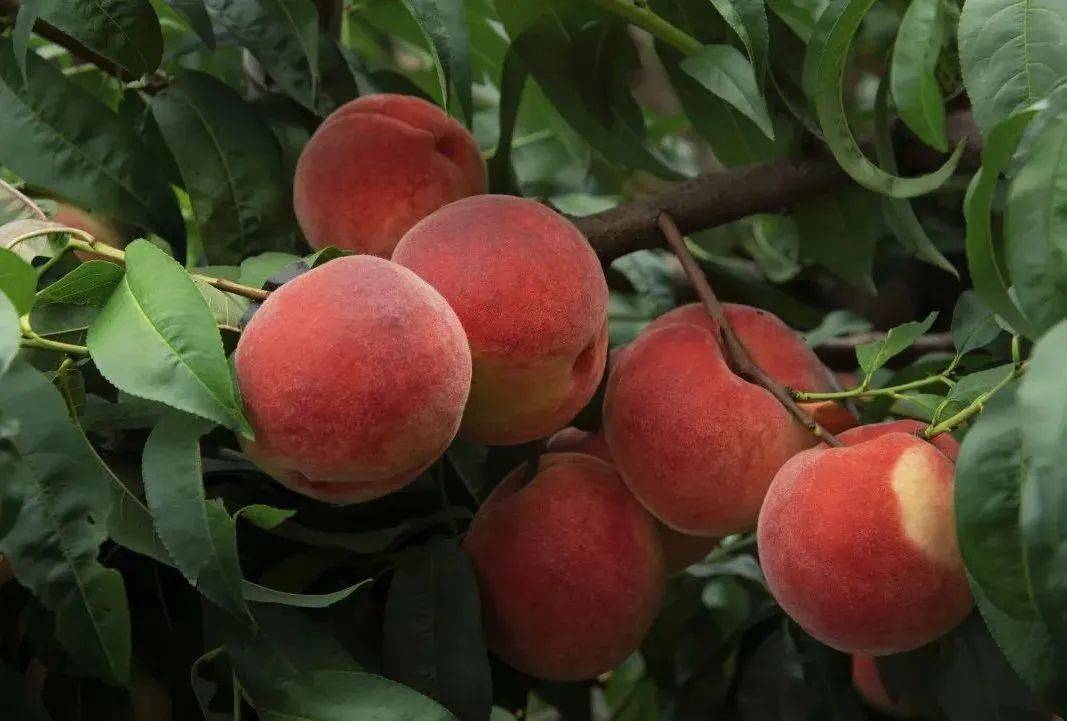 大华山镇鲜桃大量上市,开启你的甜夏之旅~_种植_品种_桃香