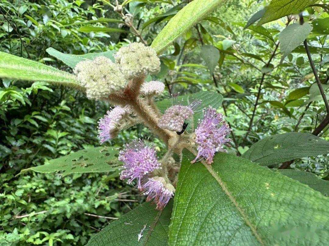 丹霞山植物轻扫(一)_豆科_夹竹桃_hirta