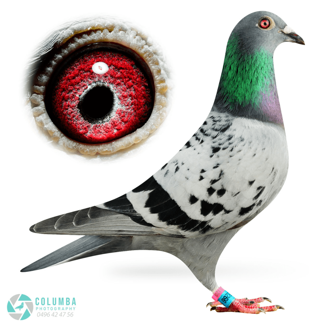 「花絮」开尔欧洲军团荣耀出征 鸽王13尽显才能_罗伊德_赛事_赛场