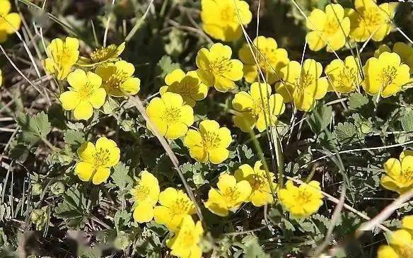 官宏杰 【汉水悠悠】青海花儿_老爷_高原_草地
