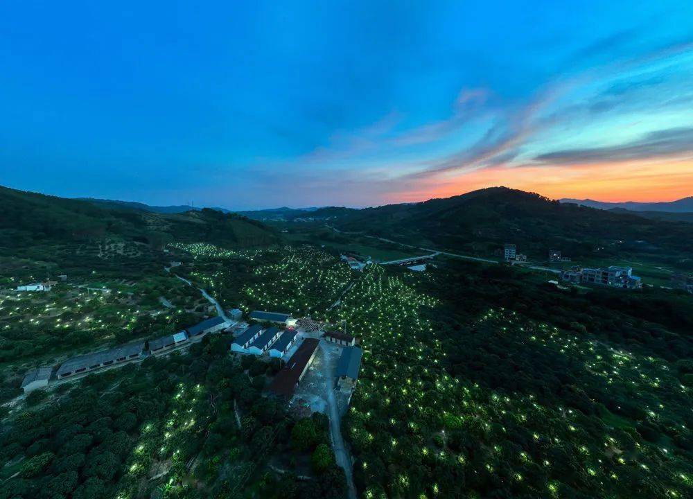 荔乡嘉年华助"荔"增产增收_荔枝_新棠镇_钦州市