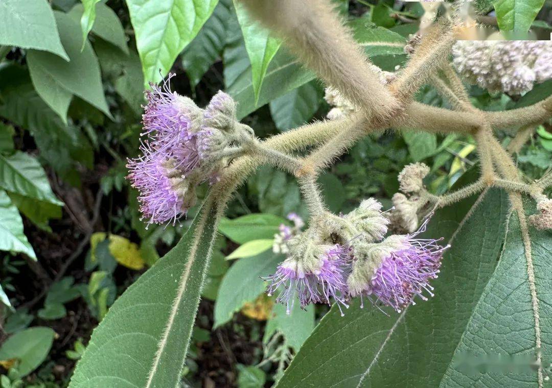 草属7,丹霞螺序草spiradiclis danxiashanensis夹竹桃科黄花夹竹桃属6