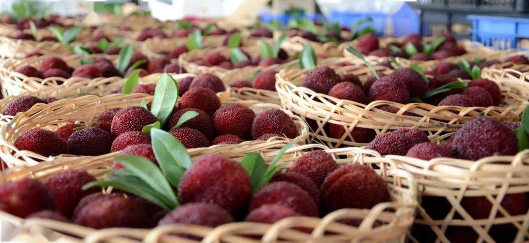 67产地食材 ▎仙居东魁杨梅,甄选好果,鲜甜爆汁不酸牙!