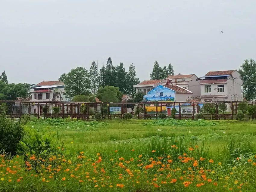【乡村振兴 云梦实践】下辛店镇梦南社区:村在景中秀 人在画中游_花海