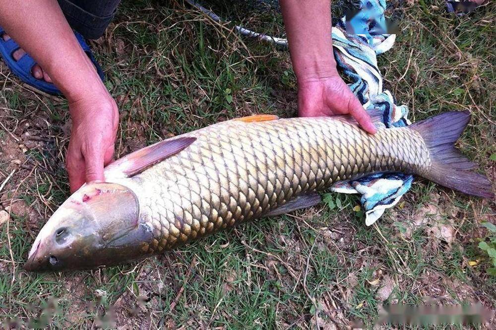 盛夏野釣,4種最好釣的魚,不懼高溫低氣壓_鰱鱅_草魚_黑魚