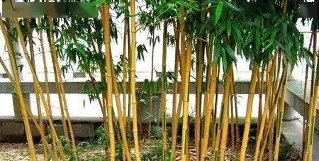 怎么分类?_金明竹_白竹_竹子