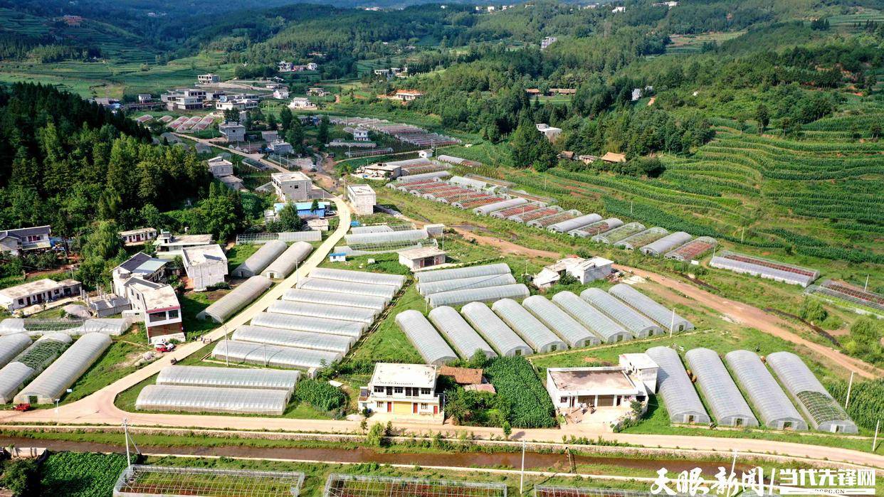 「天眼影像」威宁盐仓镇:大棚蔬菜丰收在望_种植_西红柿_自治县