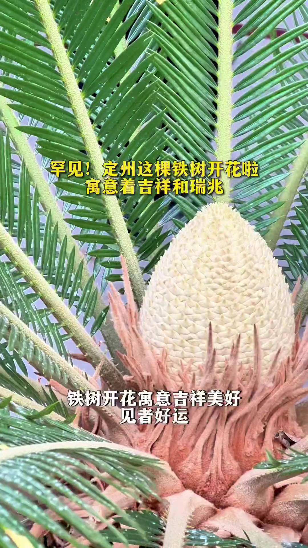 铁树开花吉祥语图片