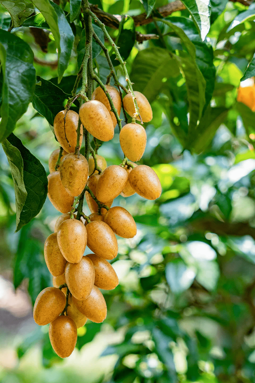 130万斤"黄金果"上市!白云区龙岗黄皮文化节开幕_钟落潭镇_乡村_发展