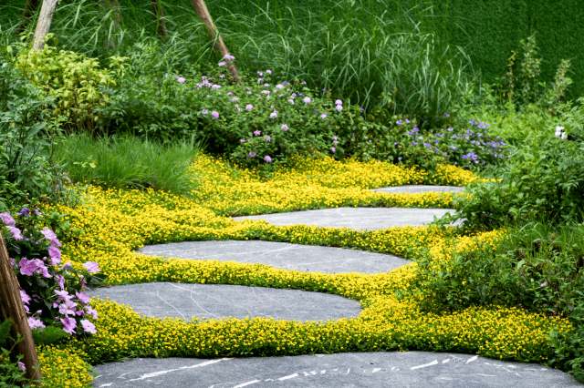 14种铺地植物分享,填缝和丰富边缘层次的种子选手_应用_生长习性_地被