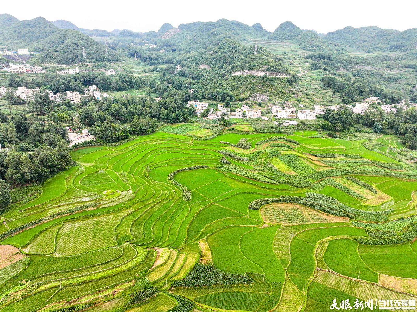黔西雨朵镇:夏日风光美如画_种养_景色_贵州省