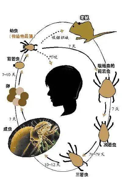 恙虫病立克次体绘图图片