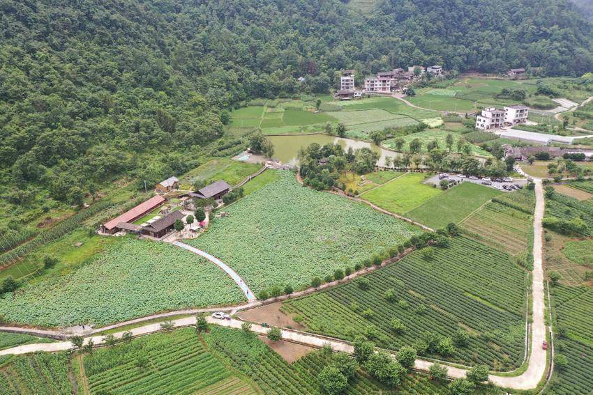 宣恩高罗:夏日荷花醉游人 清凉避暑好去处_高罗镇_休闲_游客