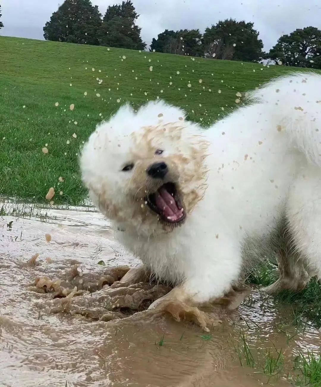 脏脏小狗,出淤泥而全染!