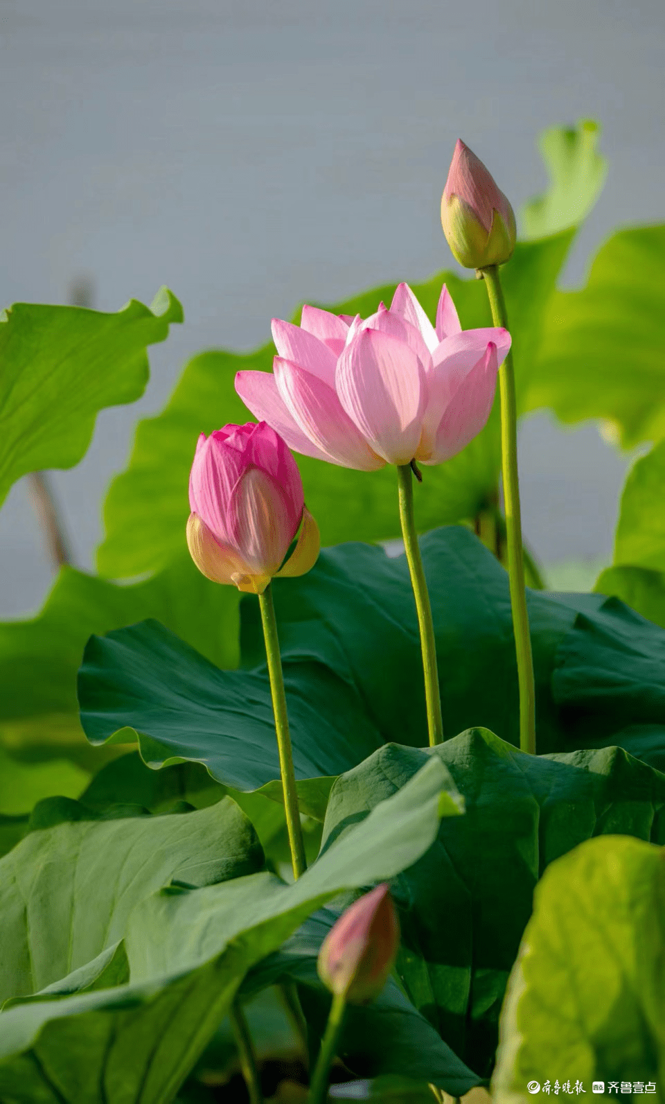 盛夏荷花开,为大明湖增加靓丽色彩_lifeng