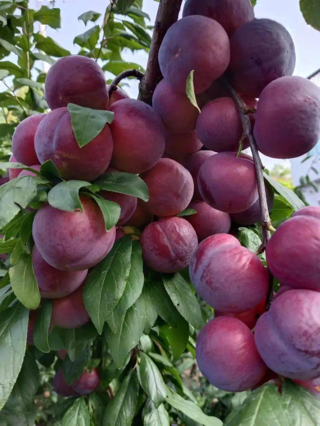 麻阳樱桃李子59元10斤!皮薄汁多,酸甜可口!_特惠价_市场价_果子