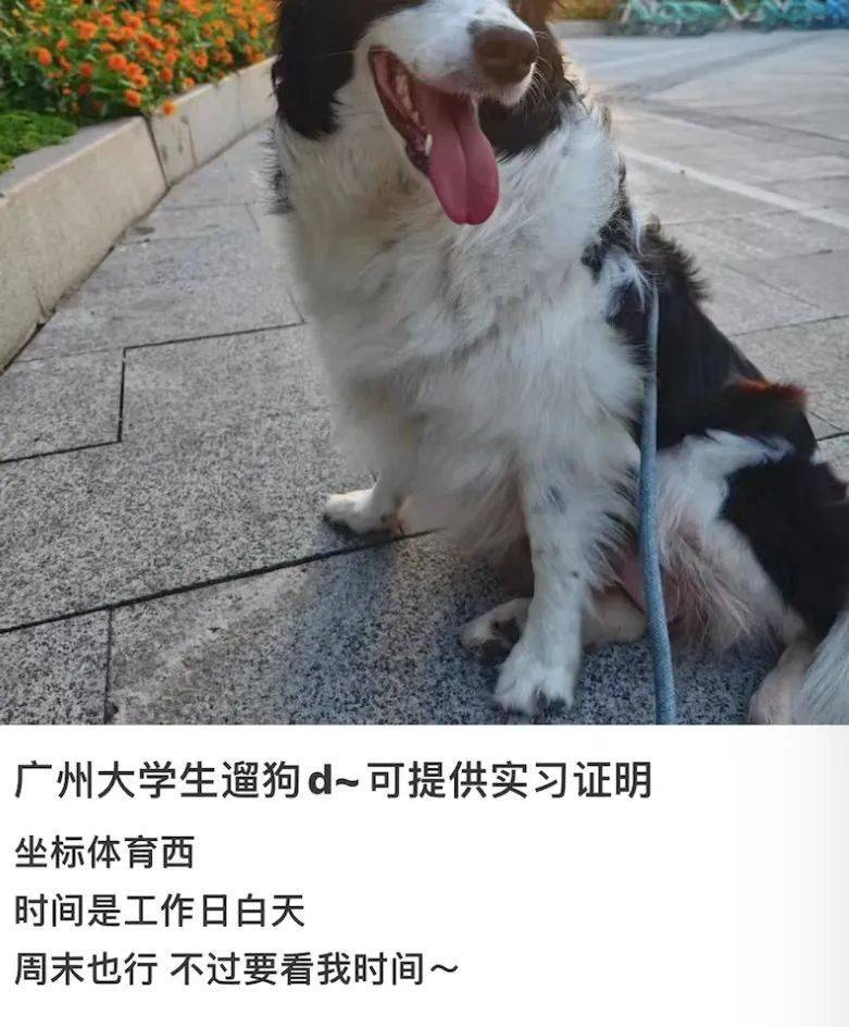 学生狗任务图片