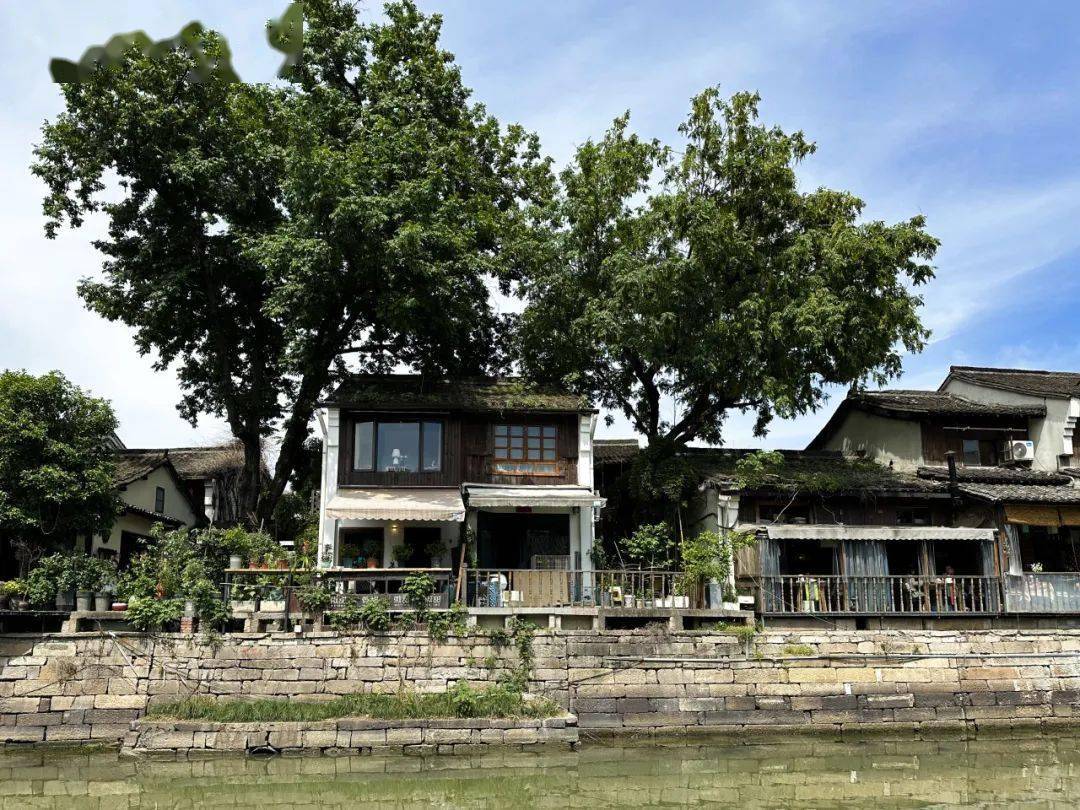 明日控股 张裕琳99丽水91 明日控股 吴宛婷99杭州良渚91 明日