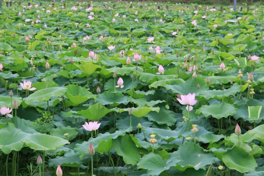 绿美陆河 邀您赏荷!共联的荷花开啦!快来打卡_夏天_荷叶_地址