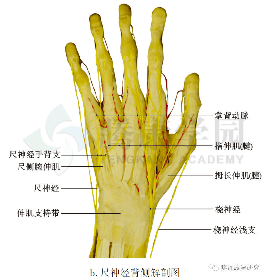 拇指血管神经解剖图片图片