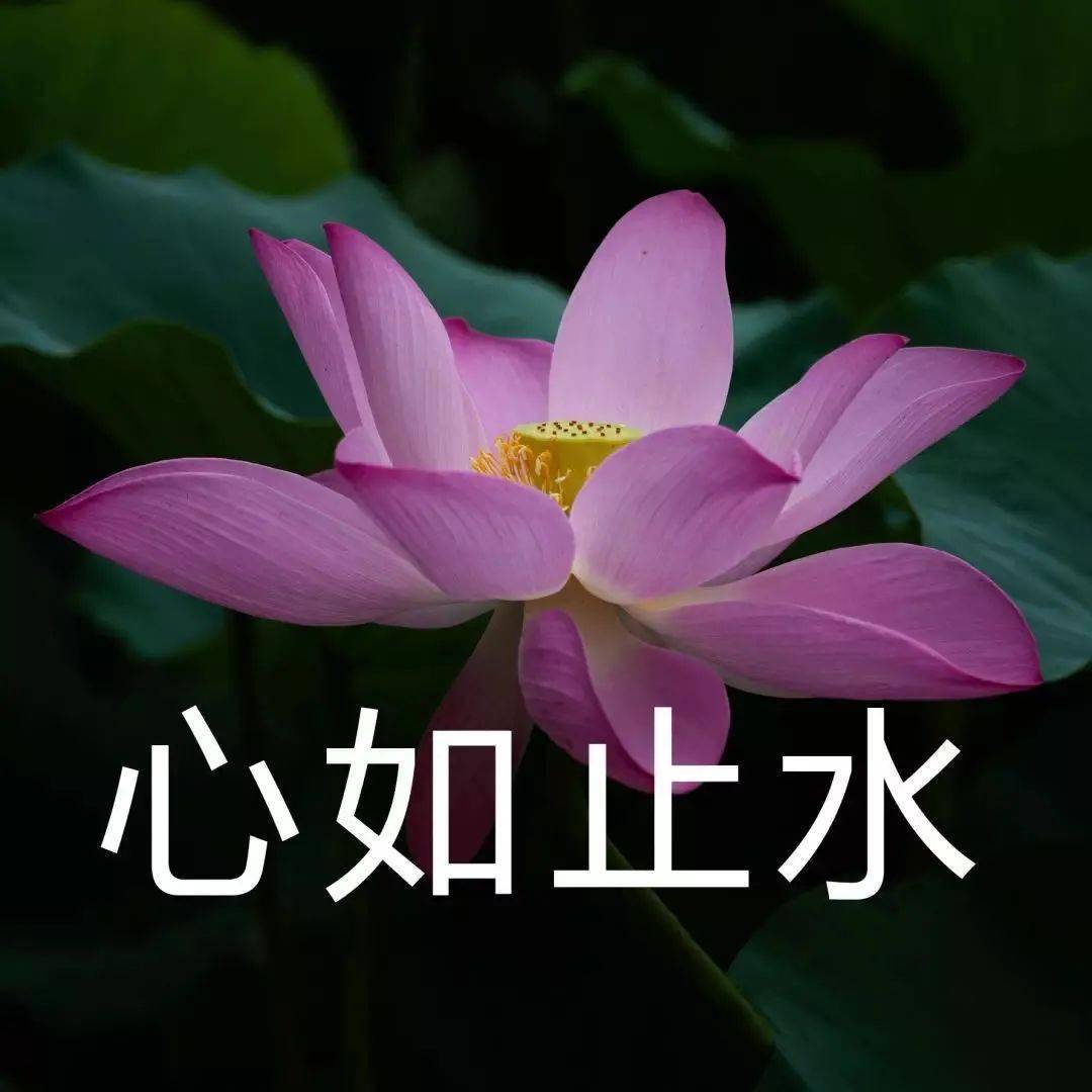 藕来源 金湖荷花荡景区如对本文文字