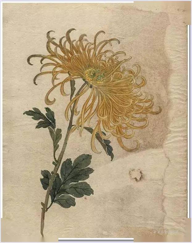 没骨百花图,美到骨子里!_昙花_国画_波罗蜜