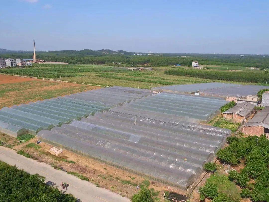 美翻了我的村70丨广西壮族自治区北海市银海区平阳镇东山村:村美人