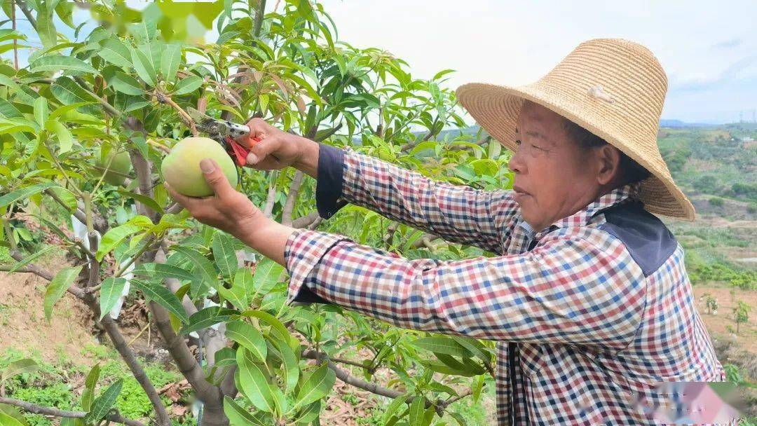 忙，忙，忙！混撒拉村“芒起来”了（忙しい 忙しない）
