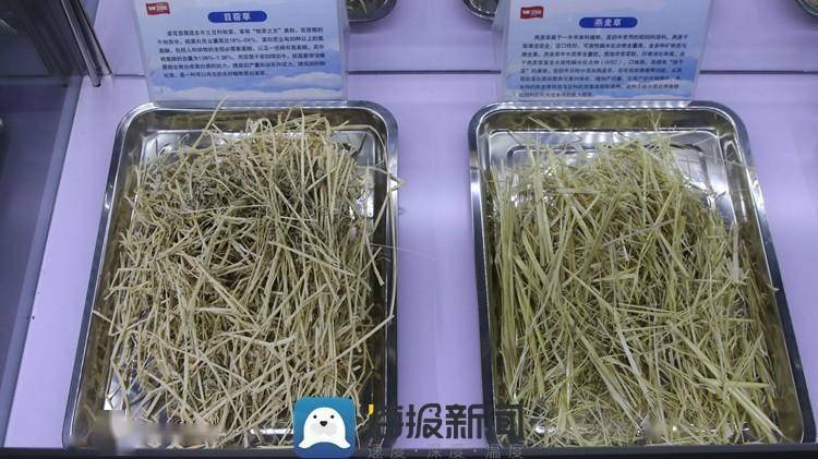 日照市：产业“牛”起来 日子有“犇头”-山东日照牛肉多少钱一斤