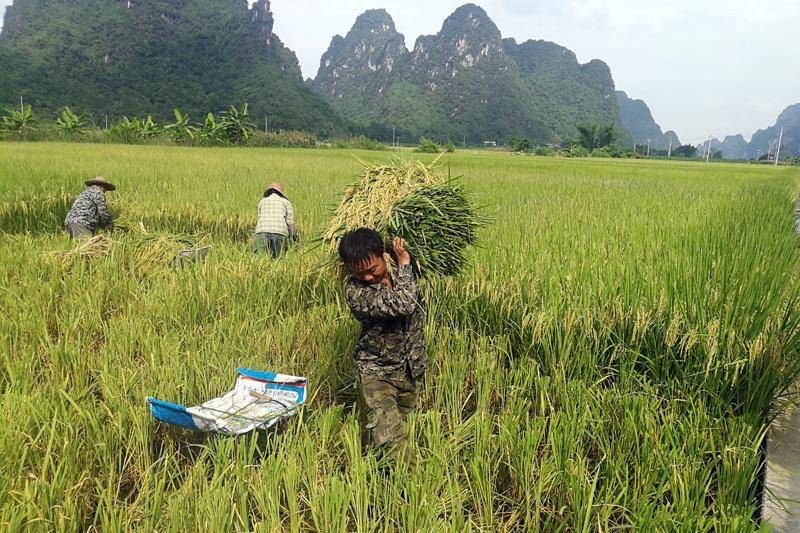 龙州县金龙镇:颗粒归仓 早稻抢收忙_种植_稻穗_稻田