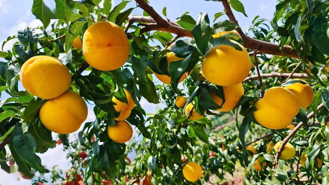 姜州镇百亩蟠桃 黄桃成熟"走俏"市场_果园_蔡守_种植