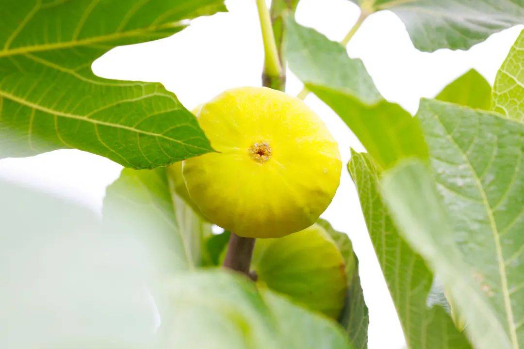 盛夏的无花果——阿图什无花果甜蜜来袭_小伙伴_感觉_阳光