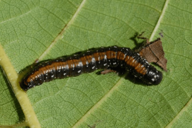 缀叶丛螟幼虫核桃树受害状柳十八斑叶甲chrysomela salicivorax fairm