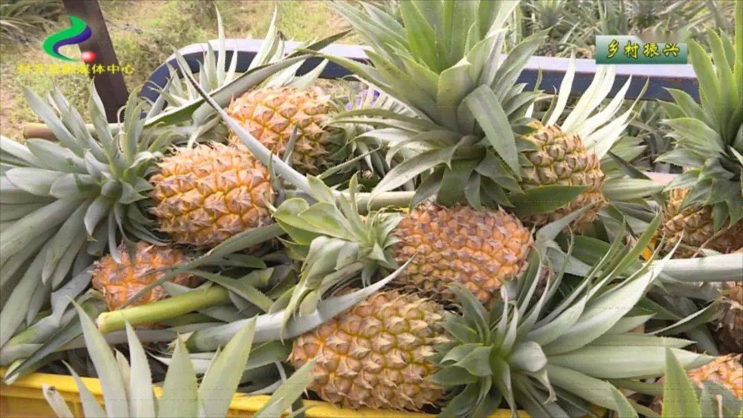 封開特產江川菠蘿在佛山三水種植場