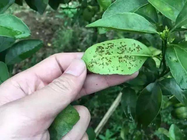 【果技精选】柑橘幼果脂点黄斑病如何防治?从病因到治疗方案的剖析!