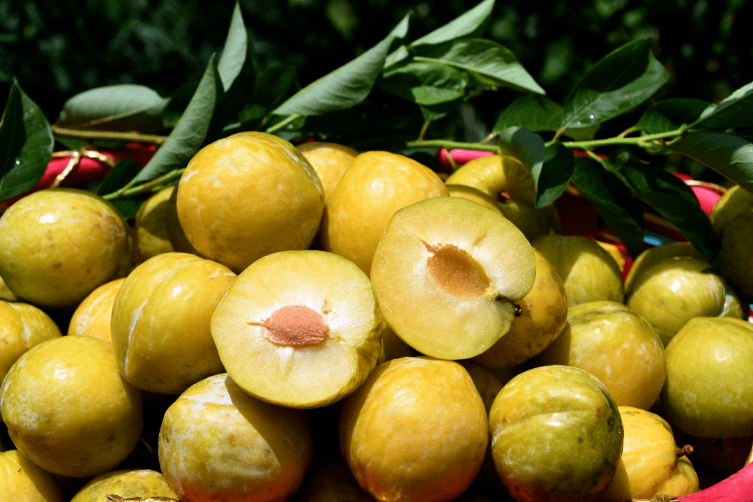 幸福街道百亩黄金奈李进入成熟采摘季_果场_周玲辉_果实