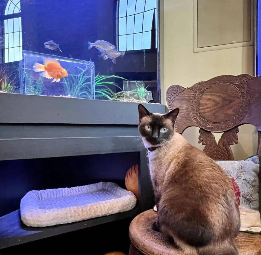 2500美刀为博猫一笑?网友:这边压力给到义乌!_鱼缸_jasper_melissa