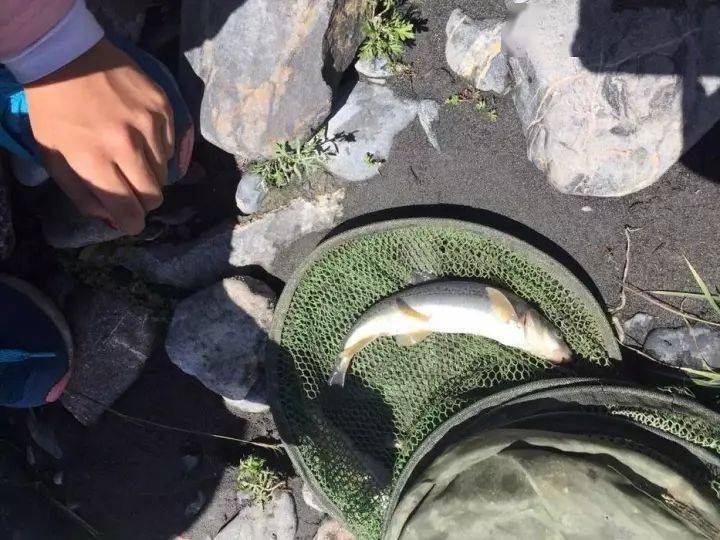 怀念在新疆的时光,再也没钓过那样鲜美的高原冷水鱼_鲶鱼_朋友_黄色