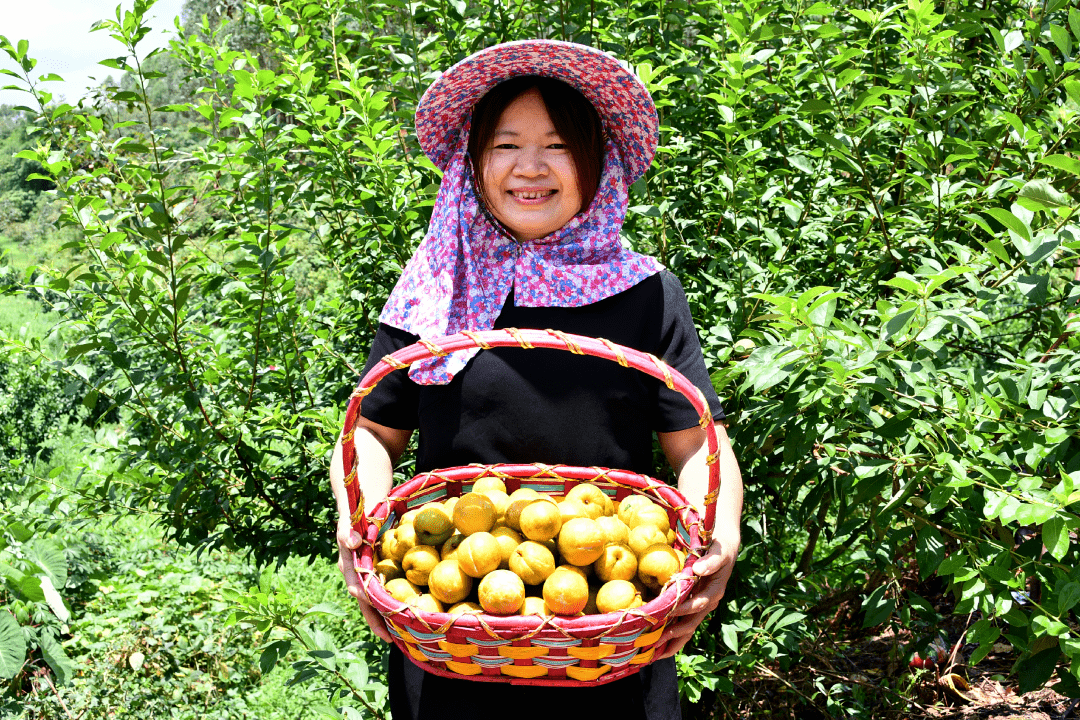 幸福街道百亩黄金奈李进入成熟采摘季_果场_周玲辉_果实