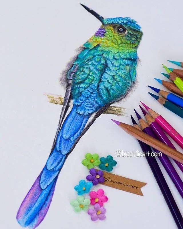 彩铅鸟儿写实插画,彩铅画出来的小鸟儿,实在太漂亮啦!_视频_教程_侵权
