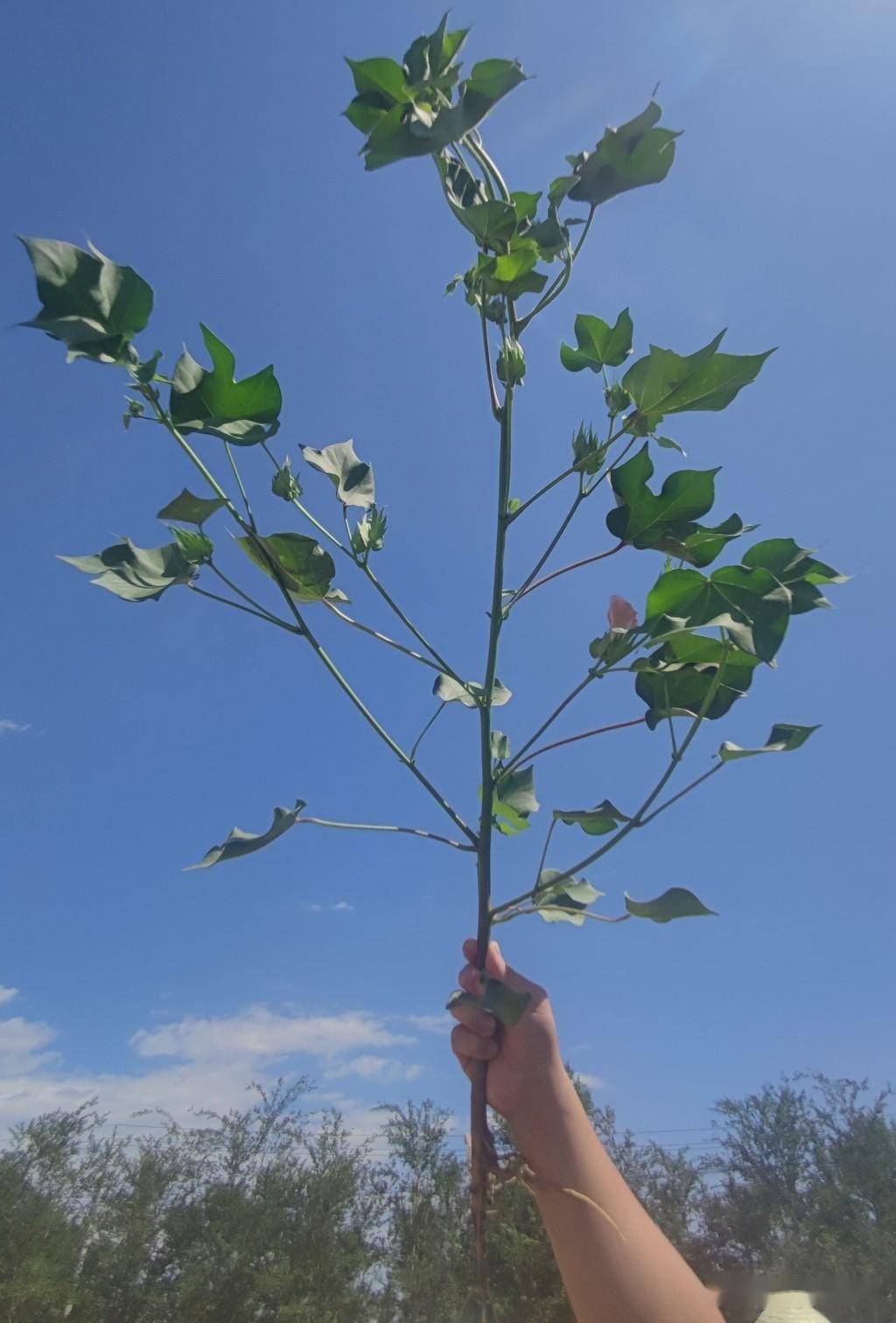 议议棉花封顶控技术措施_棉田_生殖_果枝