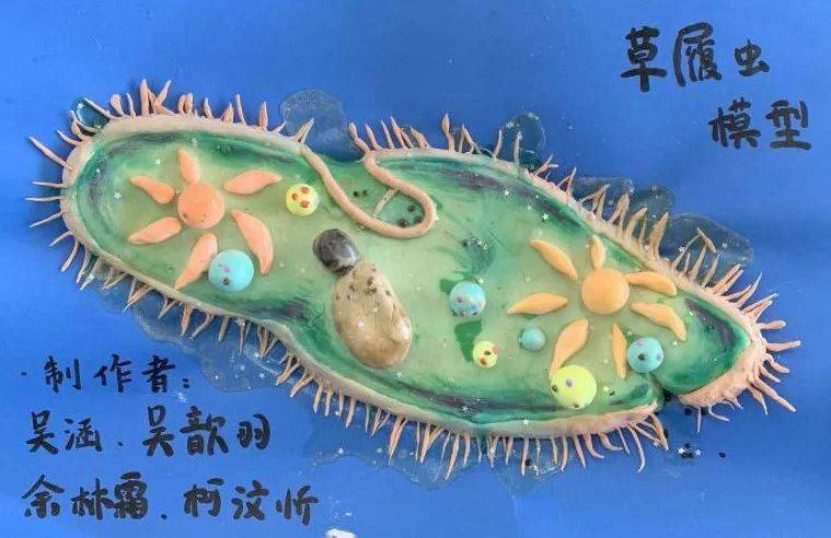 生物学自制模型成品及说明,太精美!_作品_细胞_结构